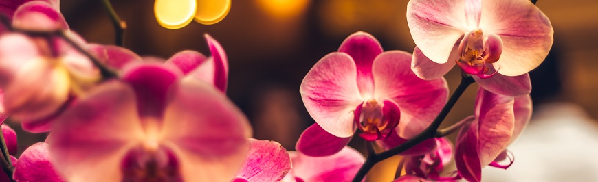 Orchid,Flower,In,Winter,Or,Spring,Day,Tropical,Garden,Background